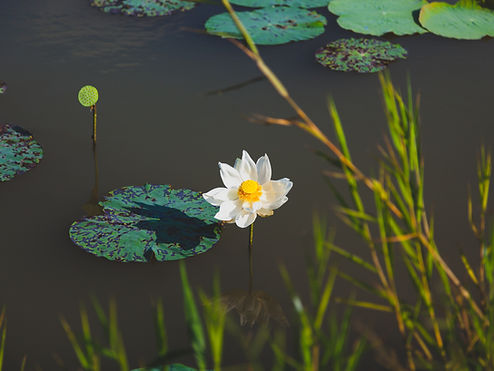 White lotus in a lake