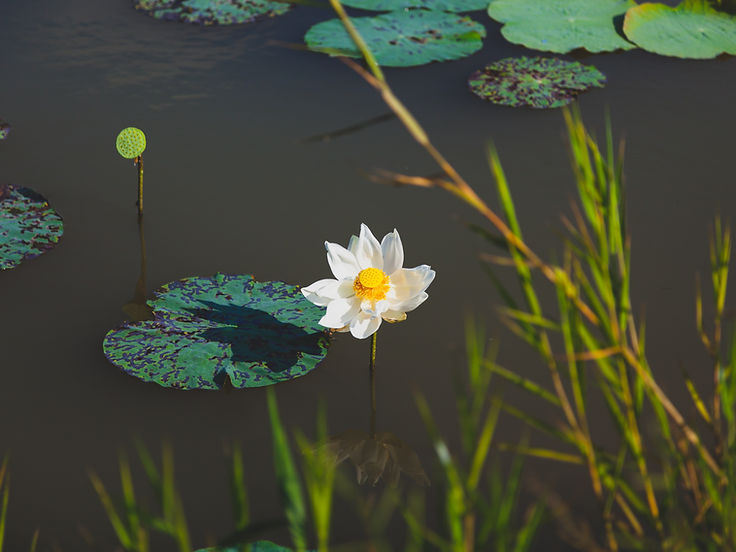 Loto blanco en un lago