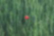 Coquelicot