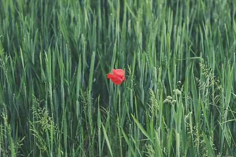 Poppy