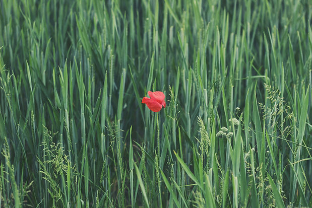 Coquelicot