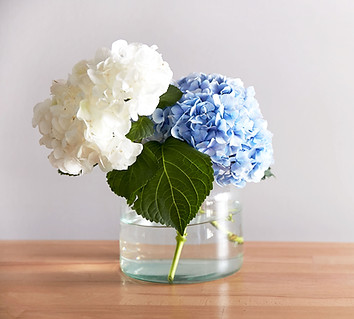 Hydrangeas in glass vase