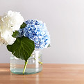 Hydrangea In Vase