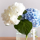 Hydrangeas