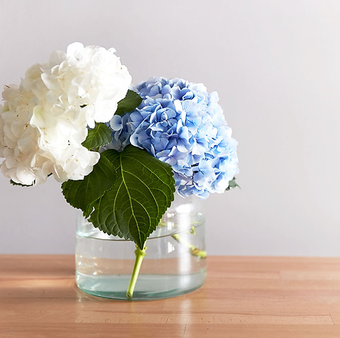 ガラスの花瓶のアジサイ