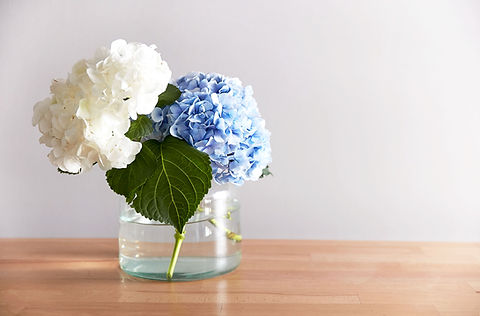 Hortensias