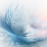 Zartes blaues Feder