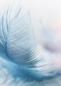 Zartes blaues Feder