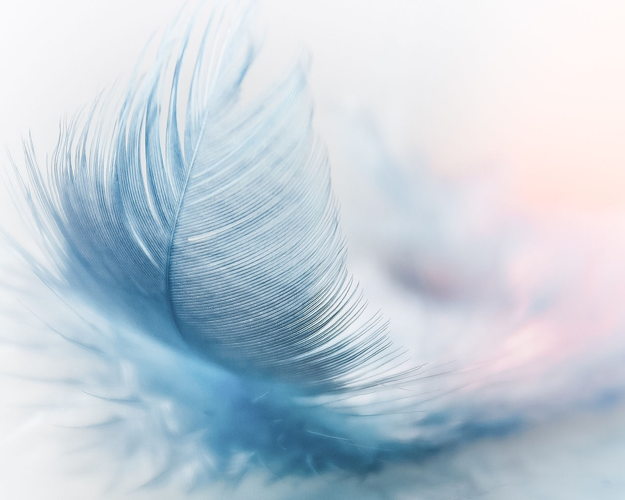 a single feather, in shades of blue and grey