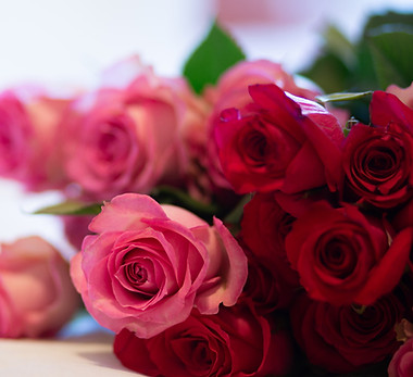 rosas