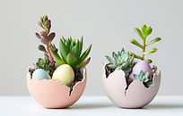 Eggshell Succulent Plants