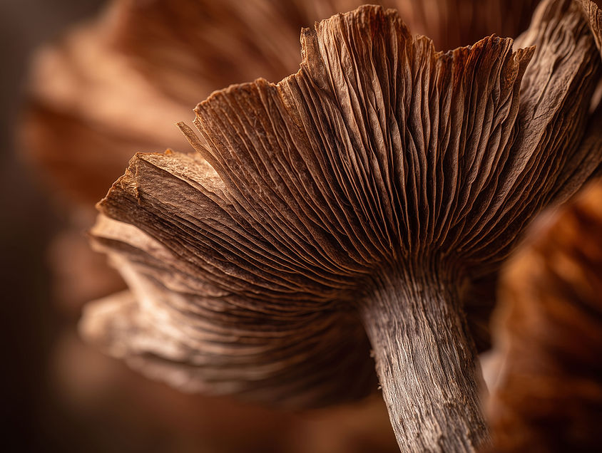 Close-Up Mushroom