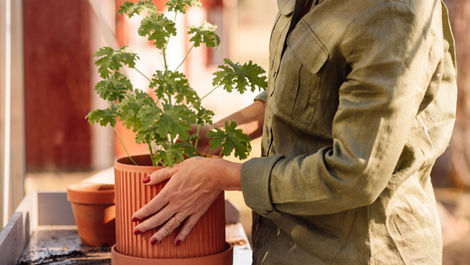 Secretos para Elegir la Maceta Perfecta: Potencia el Crecimiento y Belleza de tus Plantas