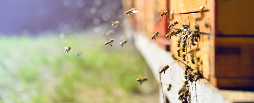 Flying Around a Beehive 2