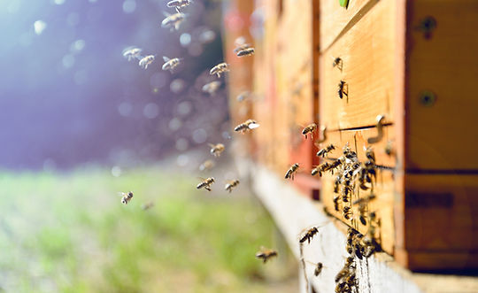The Importance of Pollinators: Discuss the crucial role bees play in our ecosystem and agriculture.

