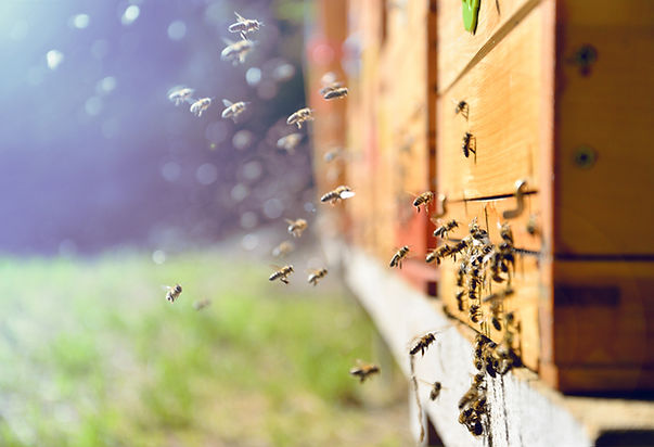 Fliegen um einen Bienenstock 2