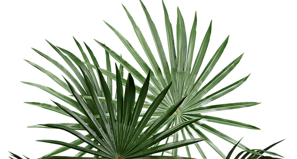 Indoor Palm Plant