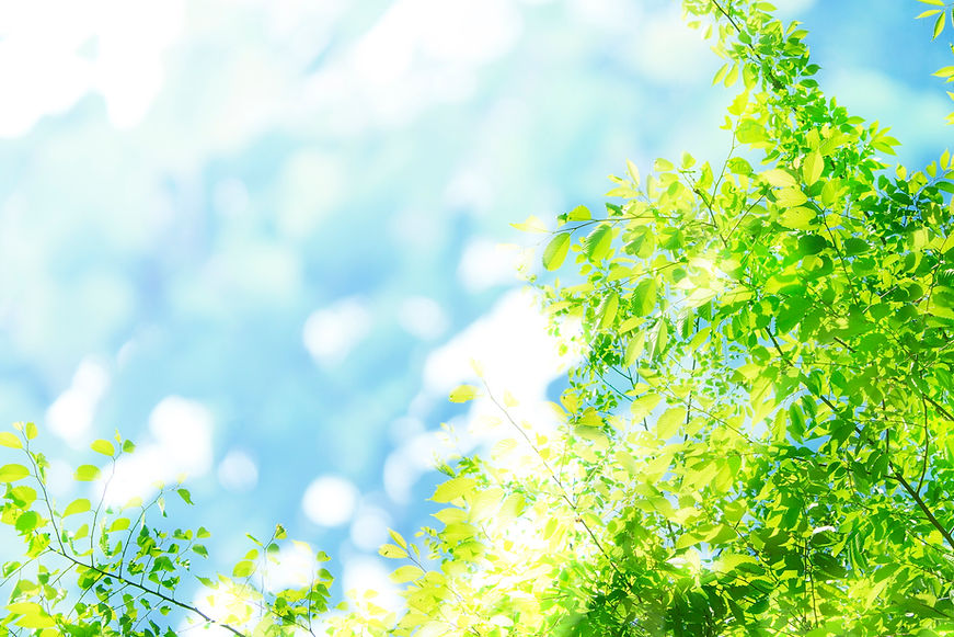 空、若葉、新緑