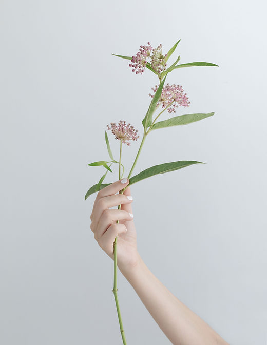 Hand holding delicate pink flower stem