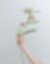 Branch of Flowers