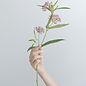 Branch of Flowers