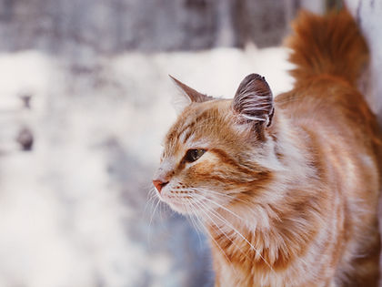 Cat Staring Out of Window