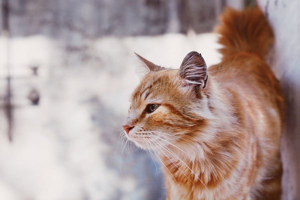 Cat Staring Out of Window
