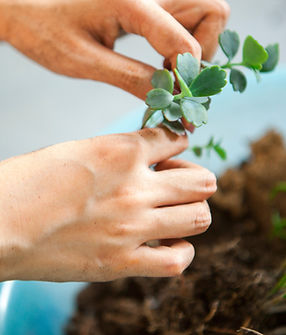 Transplanting Succulents