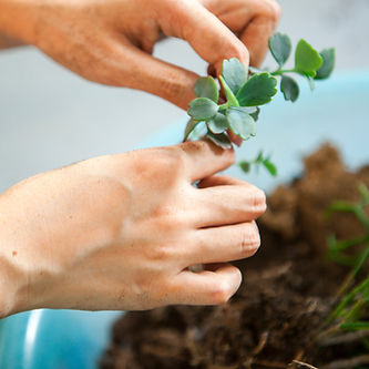 Transplanting Succulents