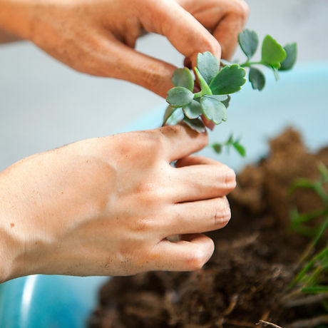 Transplanting Succulents