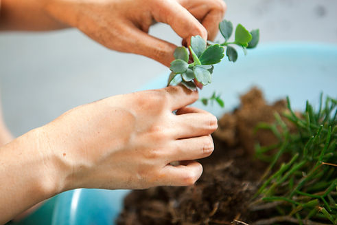 Transplanting Succulents