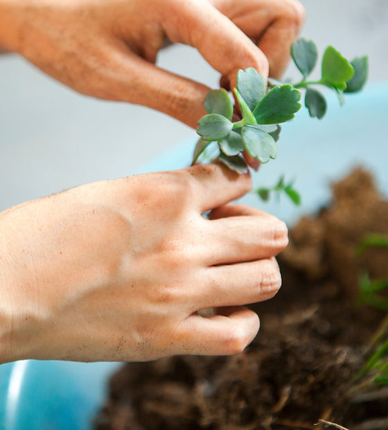 Transplanting Succulents