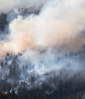 Forest Fire Smoke