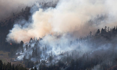 Forest Fire