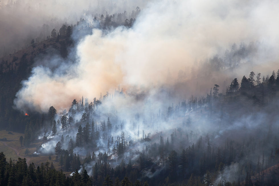 Forest Fire Smoke