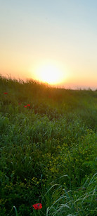 Sonnenuntergang über Poppy Field