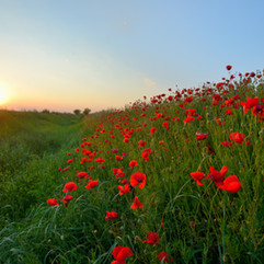 Eté: Un magnifique champ de pavot au coucher du soleil
