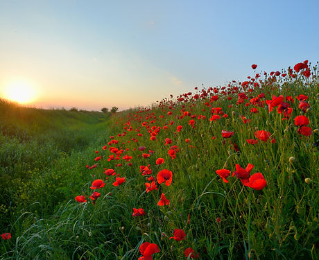 Sunset over Poppy Field