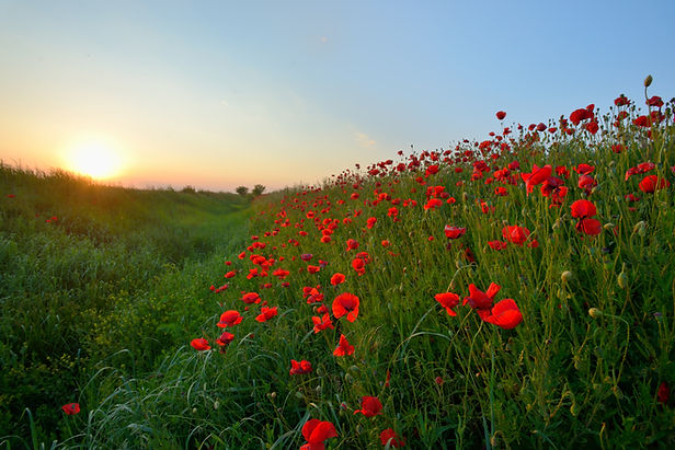 Sonnenuntergang über Poppy Field