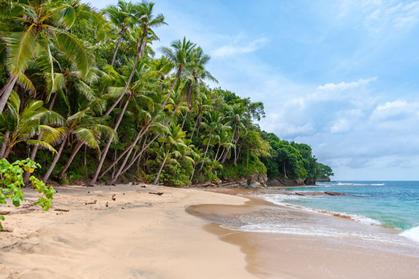 Tropical Beach