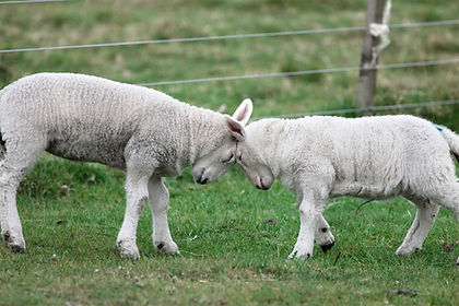élevage de moutons