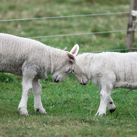 Manger moins de viande : le levier le plus efficace pour réduire l'impact de notre alimentation