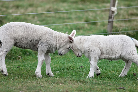 Sheep Farm