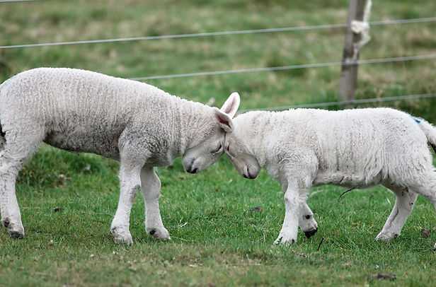 Lambs Headbutting Play