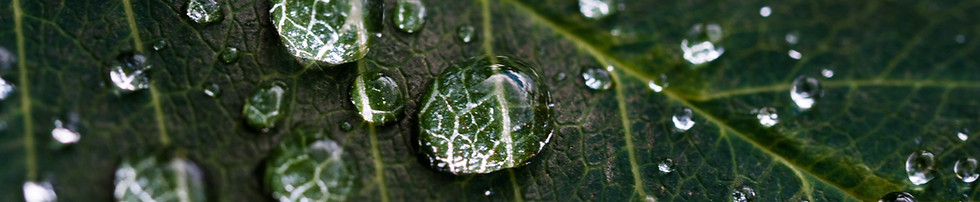Raindrops on Leaf