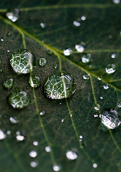 Gotas de rocío