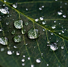 Dew Drops
