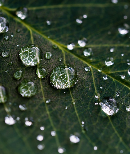 Dew Drops