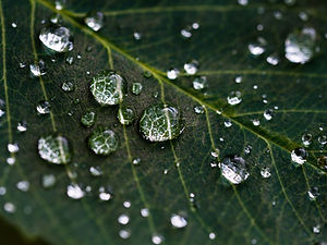 Raindrops on Leaf