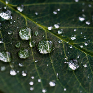 Acid Rain - 2nd/3rd